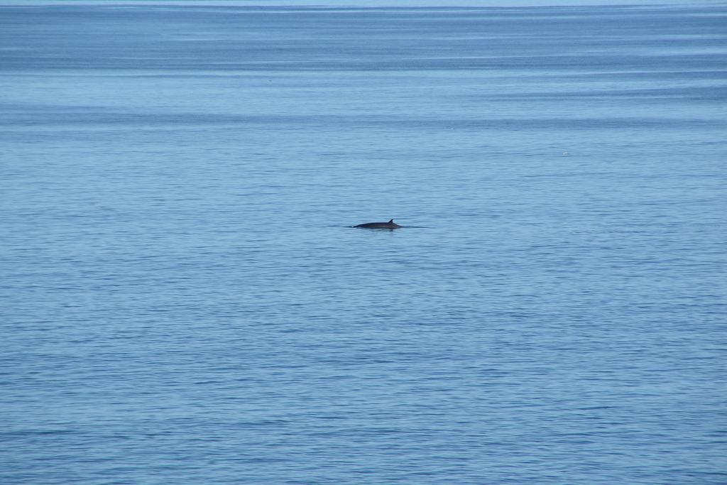 הוילה גנסבאי Sea Star Cliff מראה חיצוני תמונה